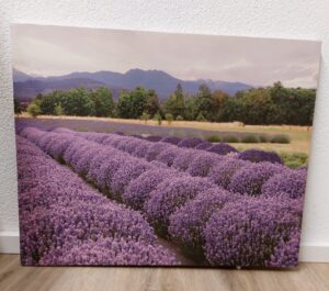 Bild Lavendel